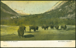 Buffalo at Banff, Western Canada. 